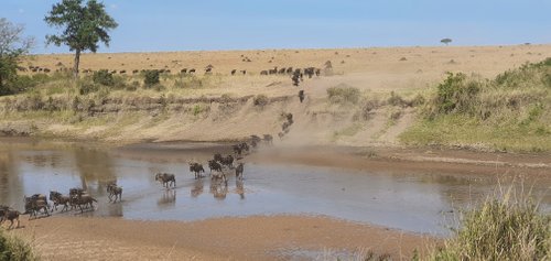 Maasai Mara National Reserve review images
