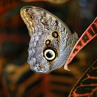 Butterfly Conservatory (Niagara Falls) - All You Need to Know BEFORE You Go