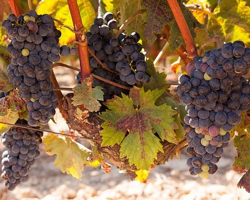 wine tour georgia
