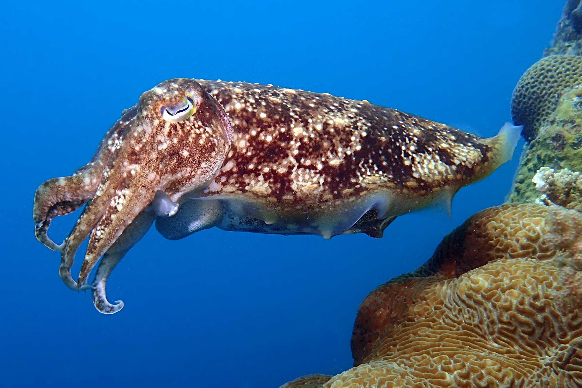 B&J DIVING CENTRE (Pulau Tioman): Tutto Quello Che C'è Da Sapere