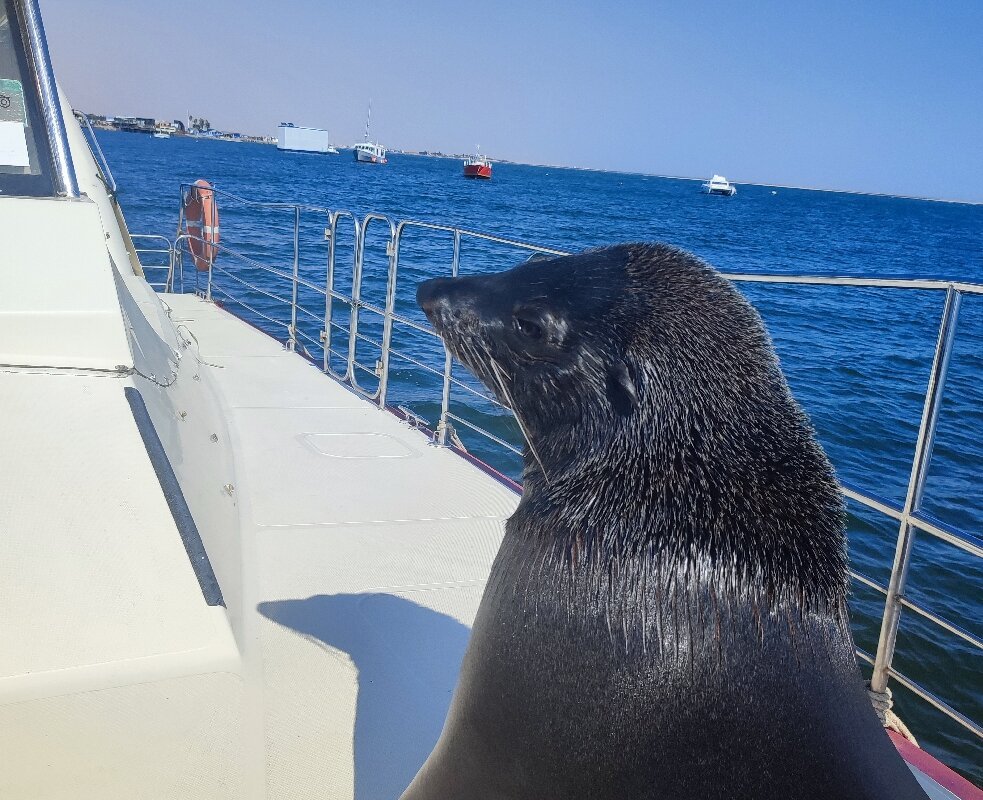 catamaran dolphin cruises walvis bay