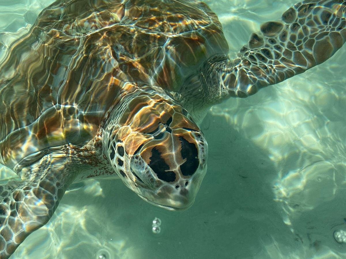 True Blue Charters | Spanish Wells Bahamas Guide - All You Need to Know BEFORE You Go True Blue Charters | Spanish Wells Bahamas Guide - All You Need to Know BEFORE You Go