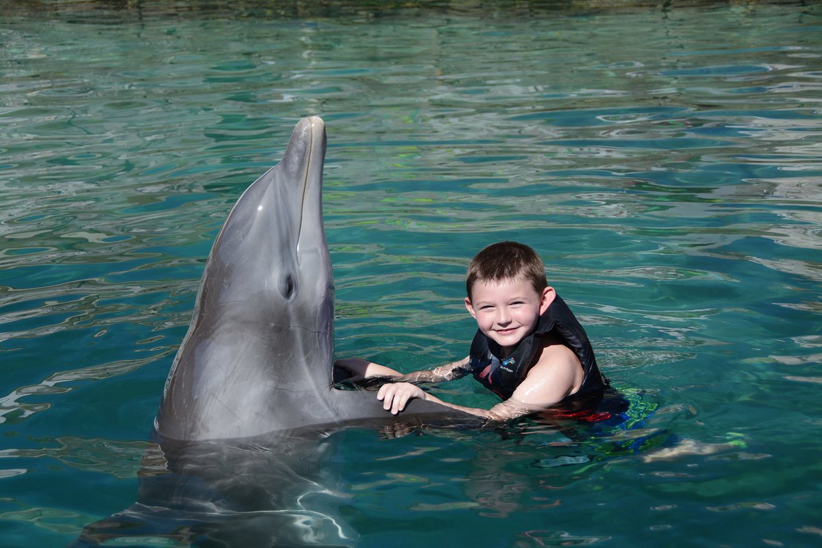 Dolphin Quest, Остров Оаху: лучшие советы перед посещением - Tripadvisor