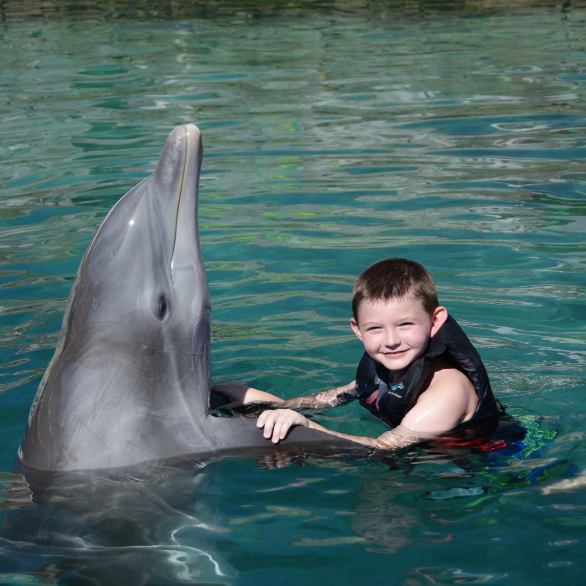 Dolphin Quest, Остров Оаху: лучшие советы перед посещением - Tripadvisor