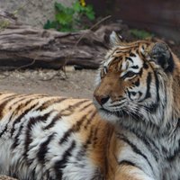 Budapest Zoo & Botanical Garden - All You Need to Know BEFORE You Go