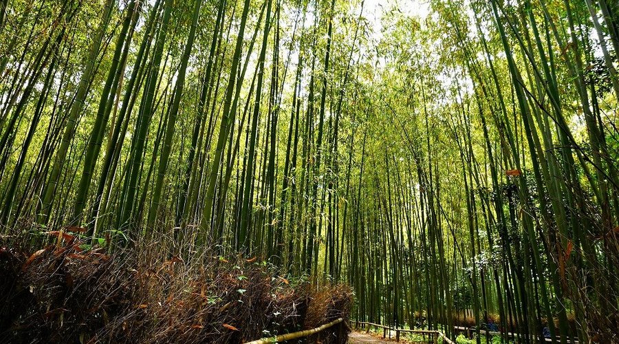 竹林の道～９