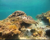 5 in 1 cancun snorkeling tour