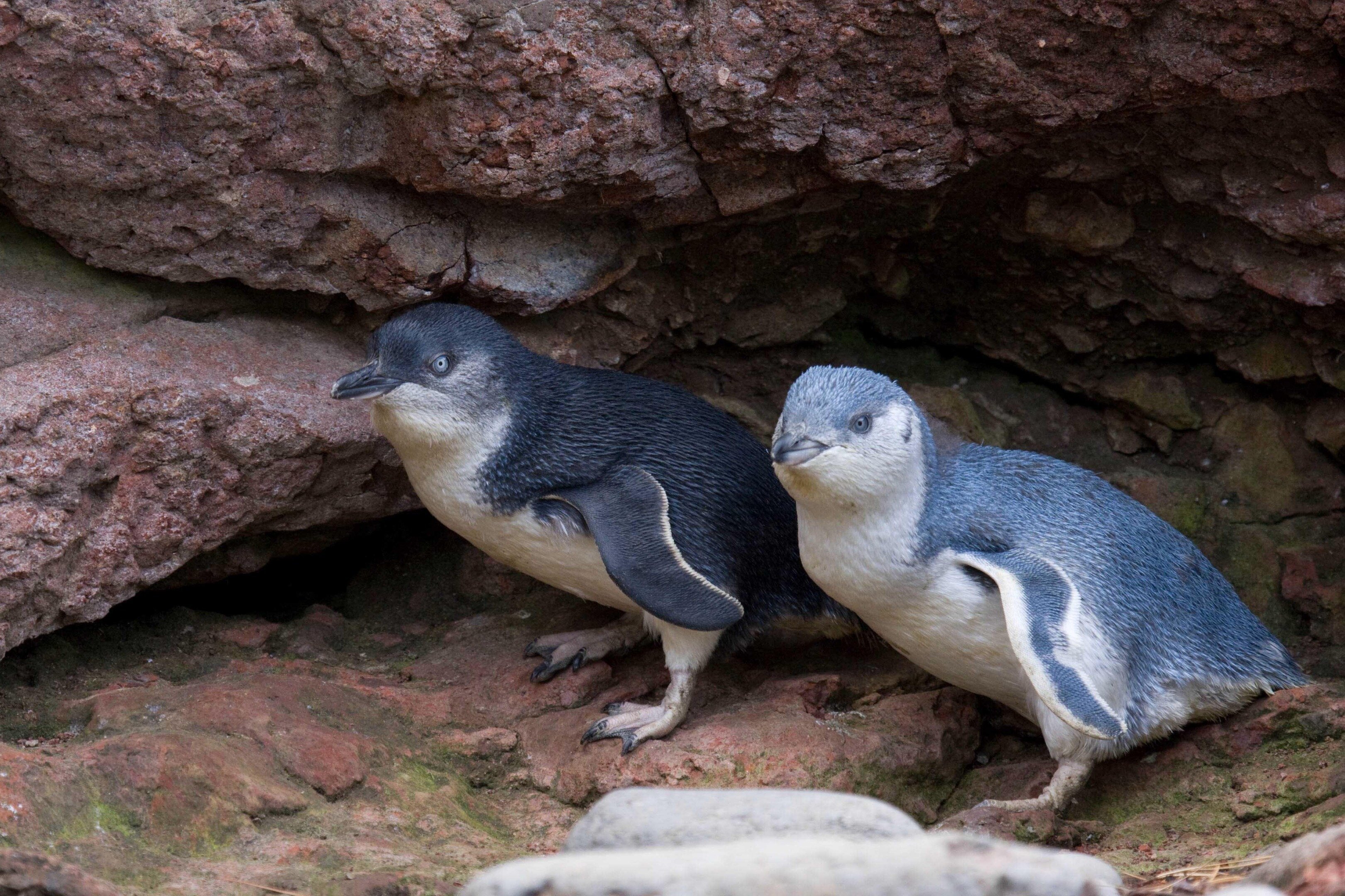 2024年 Pohatu penguins - 出発前に知っておくべきことすべて - トリップアドバイザー