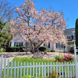Front of the house with Magnolia