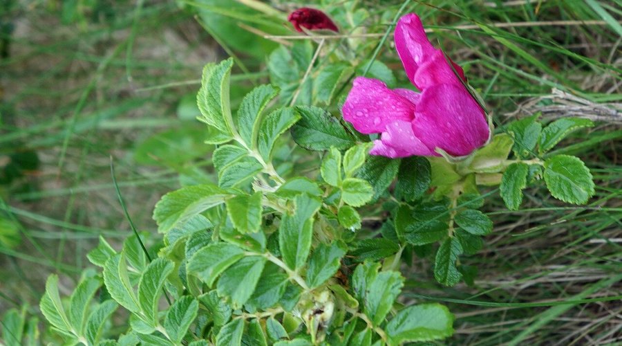ハマナスの花。