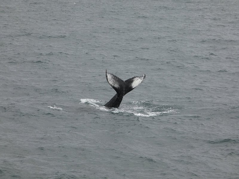 Whale spotting in Iceland
