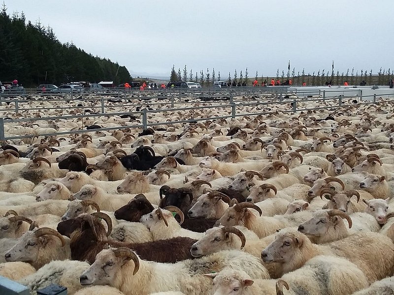 Sheep round-up in Iceland