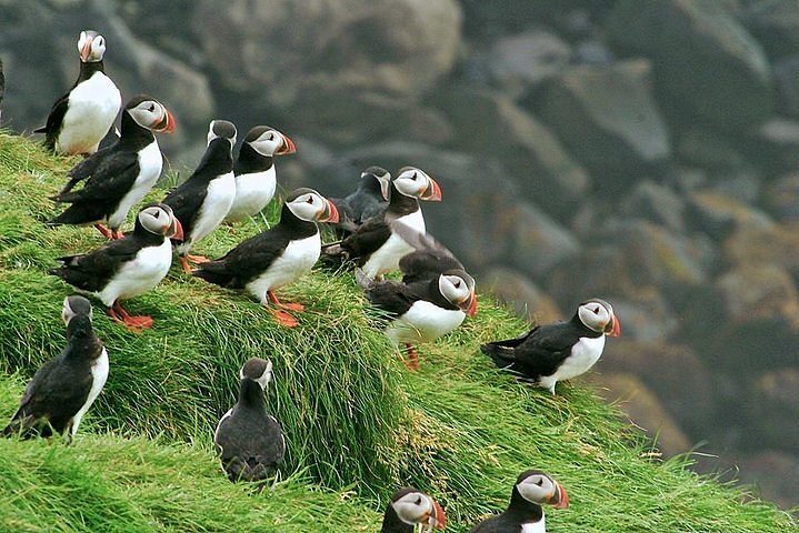 Puffin-spotting in Iceland