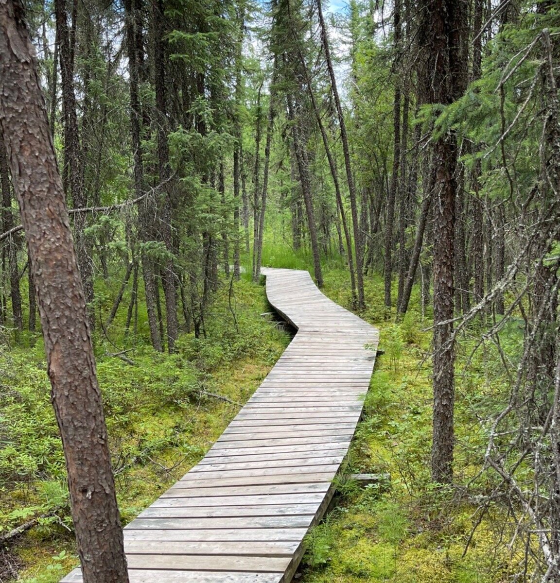 Boundary Bog (Waskesiu Lake) - All You Need to Know BEFORE You Go