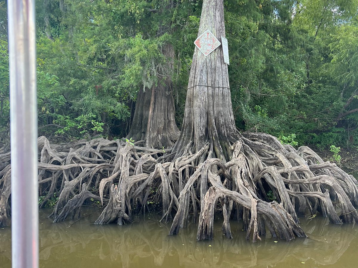 atchafalaya basin landing & swamp tours