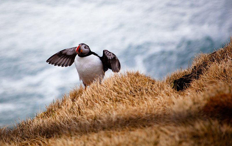 Puffin iceland