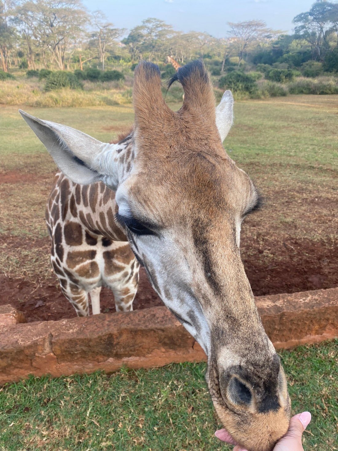 GIRAFFE MANOR - Updated 2022 Reviews (Nairobi, Kenya)