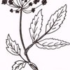 angelicatherapies