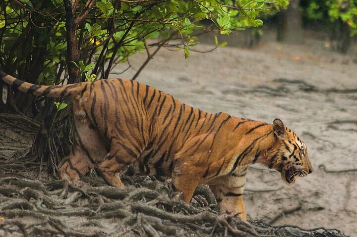 Royal Bengal Tiger - The Biggest Charm of Indian Jungles