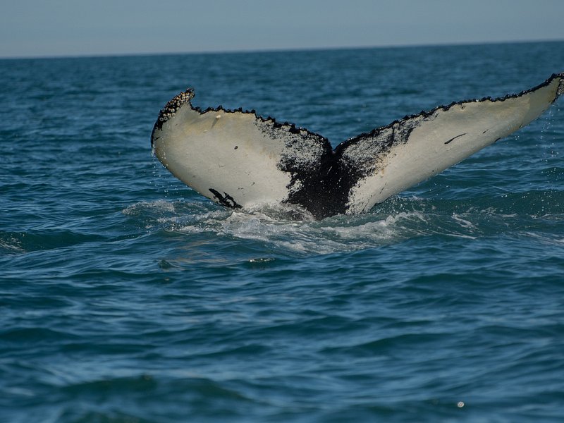 Whale watching in Húsavík, Iceland