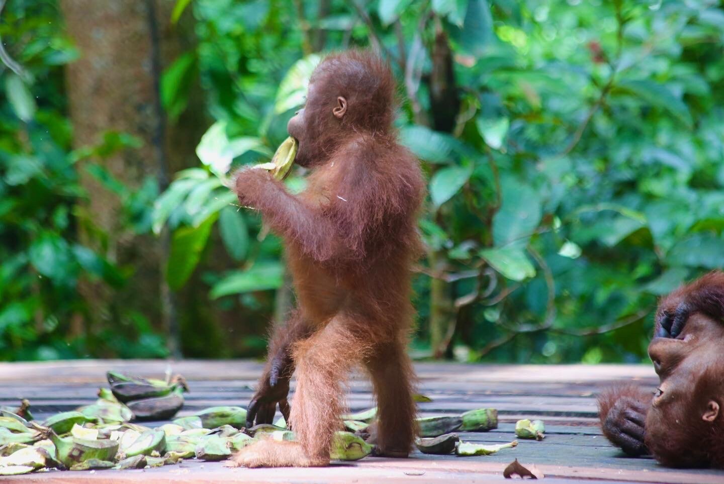 Borneo Eco Tour (Pangkalan Bun) - All You Need To Know BEFORE You Go