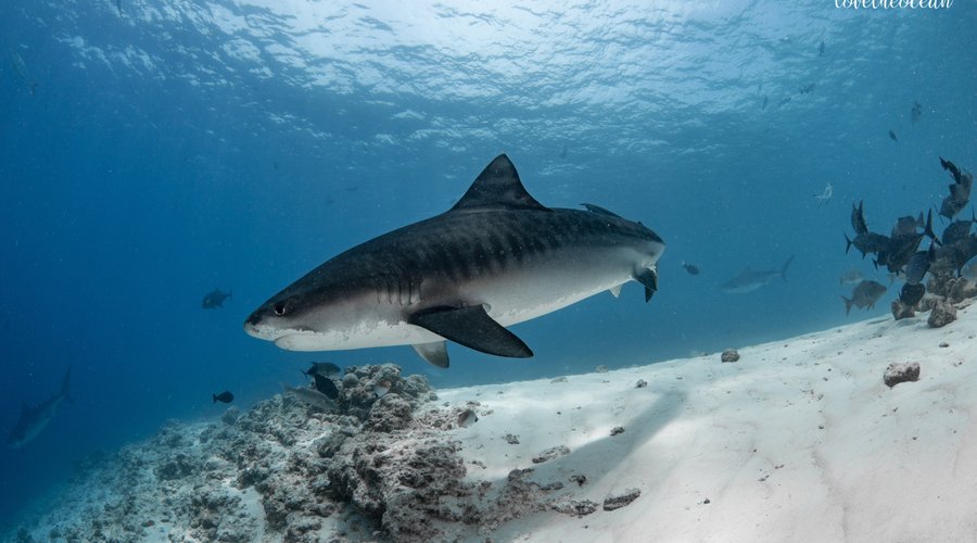 Tiger shark diving in fuvahmulah 