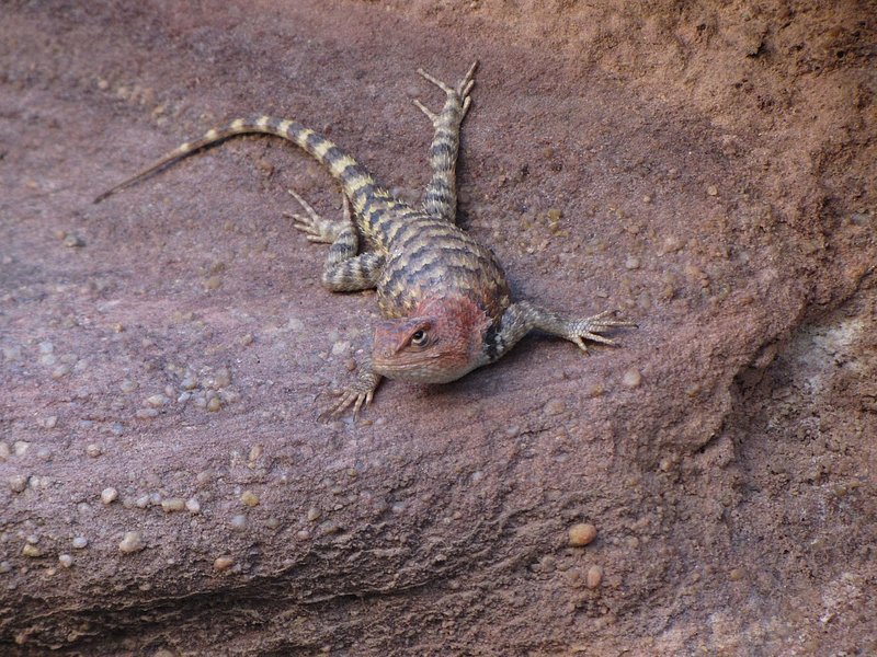 A striped green and brown lizard pauses on a rock