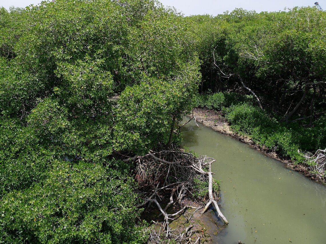 Curaçao Rif Mangrove Park Willemstad All You Need To Know Before You Go