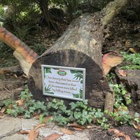 dinosaur park ilfracombe