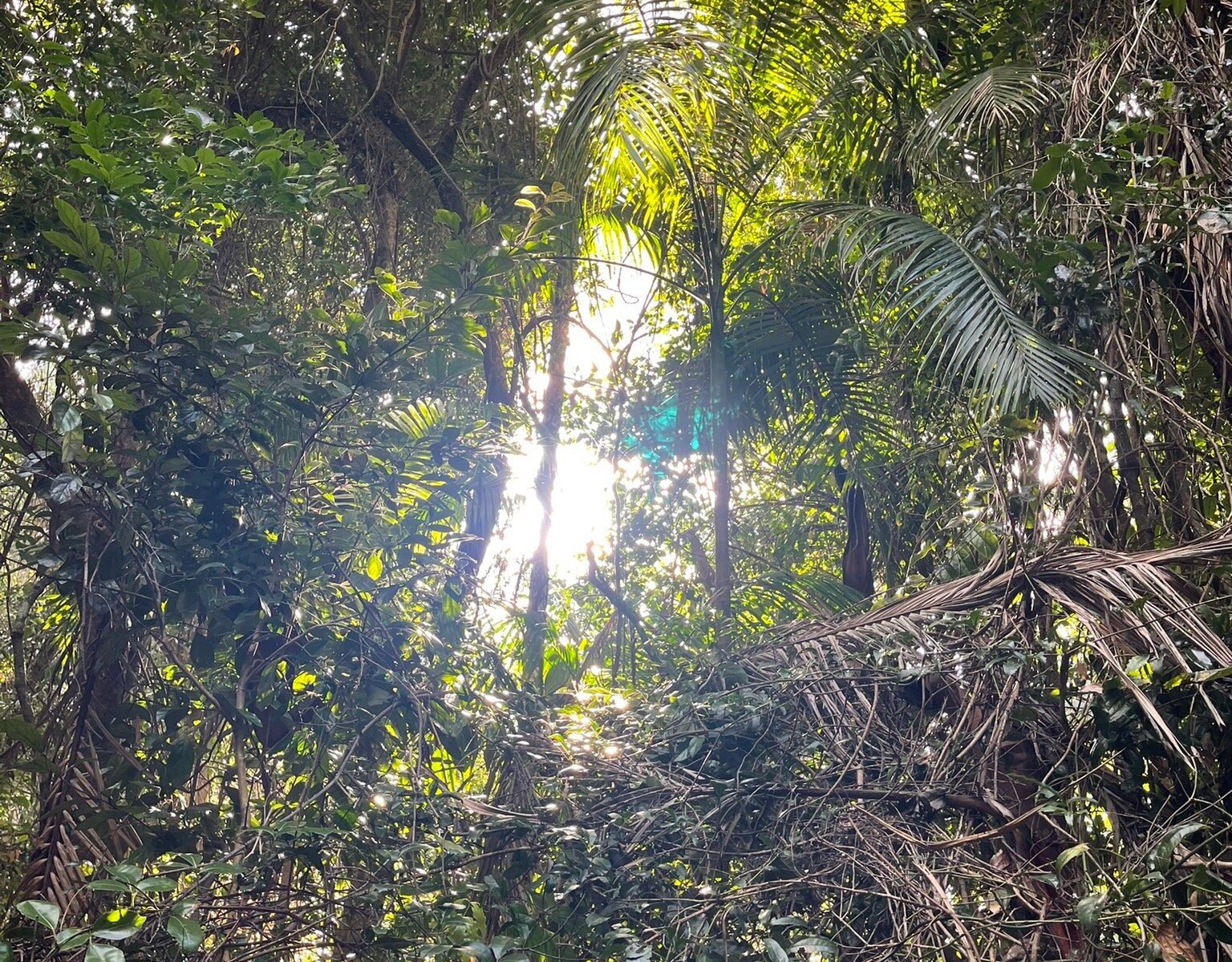 Tamborine Rainforest Skywalk (Tamborine Mountain) - All You Need to ...