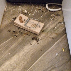 Vermin issue in Friary Apartments, after notifying Island Escapes this was their solution and then expected me to dispose of the mouse myself!!