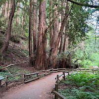 2023 Muir Woods and Sausalito Tour plus Bay Cruise - Reserve Now