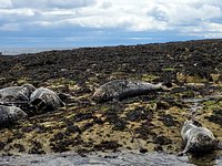 seal tour seahouses