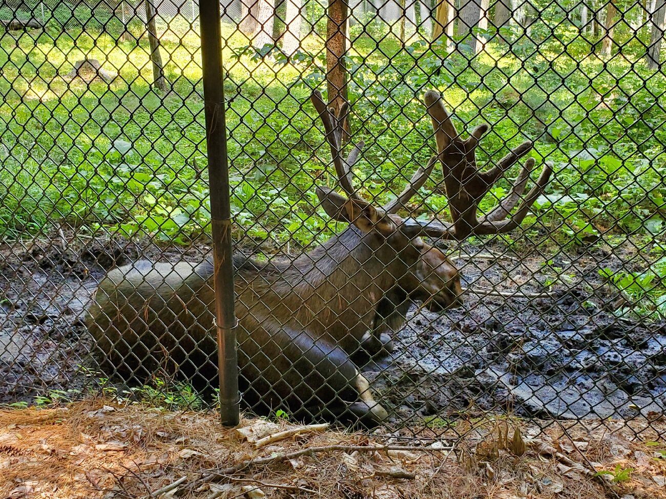 Maine Wildlife Park (Gray) - All You Need To Know BEFORE You Go