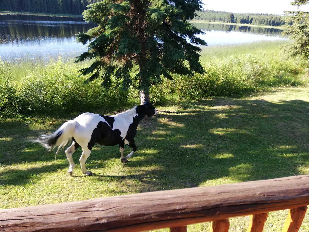 FREE REIN GUEST RANCH - Reviews (Bridge Lake, Canada - British Columbia)