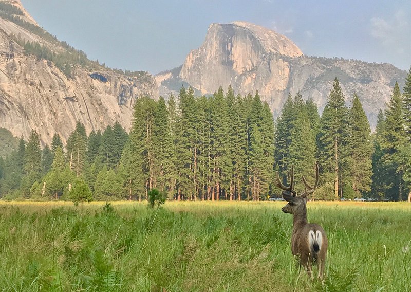 A horned deer stands in a meadow looking out at trees and Half Dome