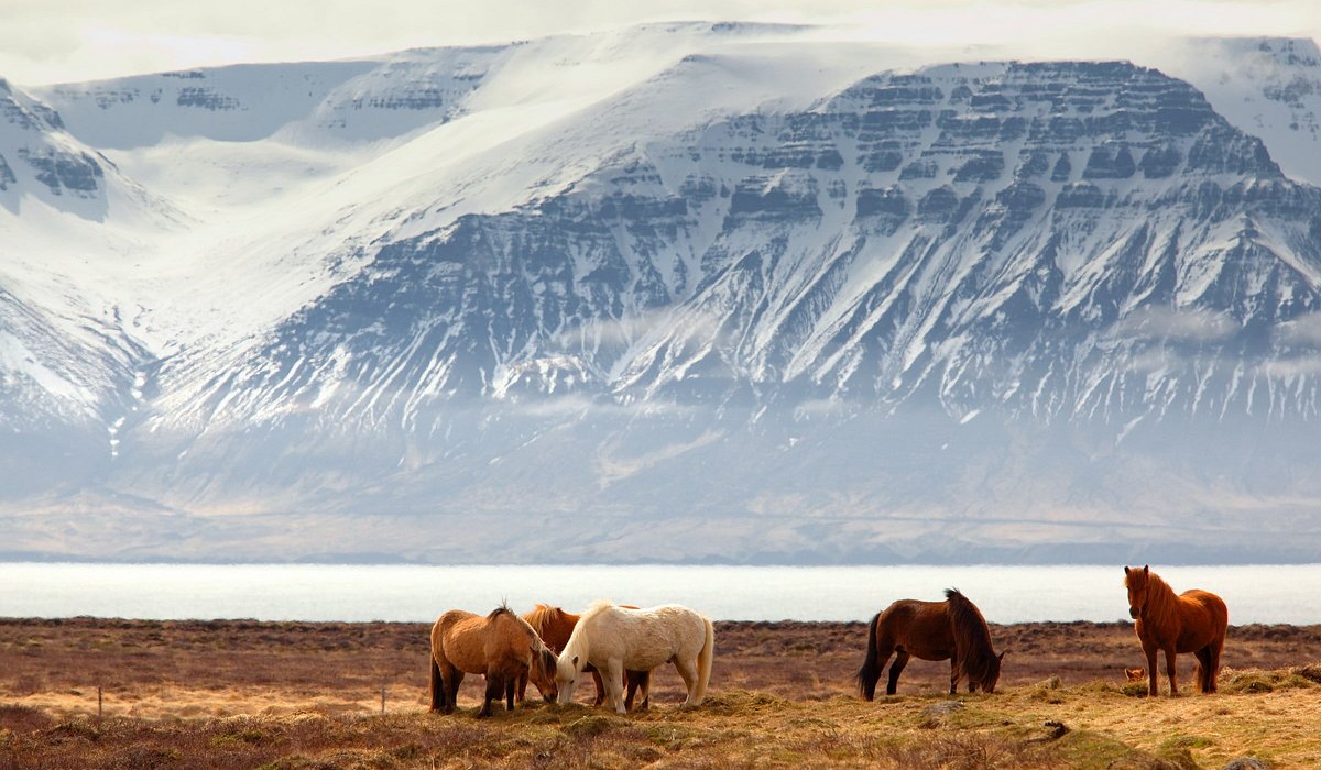 Icelandic horses grazing on grass with a snowcapped mountain in the background