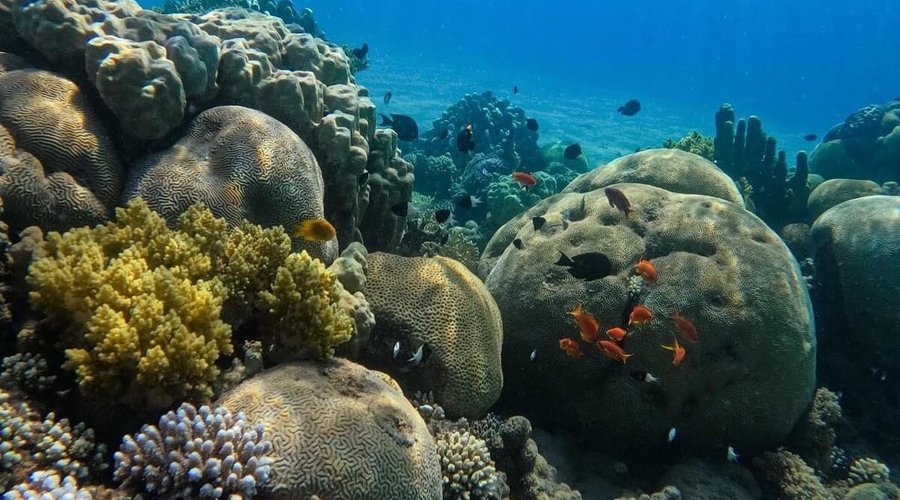 Coral