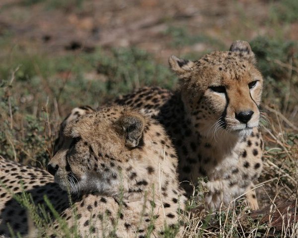 Wolfgat Nature Reserve (Mitchells Plain, South Africa): Address, Phone ...