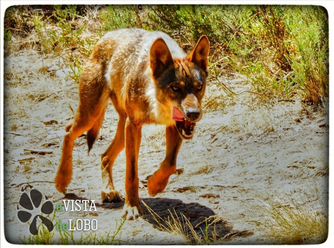 A vista de lobo (Zamora) - Lo que se debe saber antes de viajar -  Tripadvisor