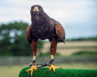 Find Us  Hawkridge Bird of Prey Centre