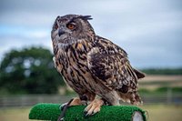 Find Us  Hawkridge Bird of Prey Centre