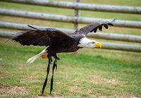 Find Us  Hawkridge Bird of Prey Centre