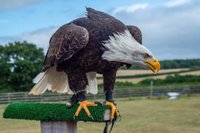 Find Us  Hawkridge Bird of Prey Centre