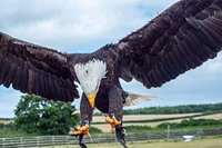 Find Us  Hawkridge Bird of Prey Centre