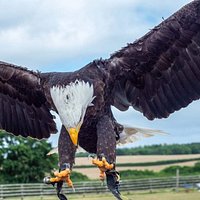 HAWKRIDGE BIRD OF PREY CENTRE (Exmouth) - All You Need to Know BEFORE ...