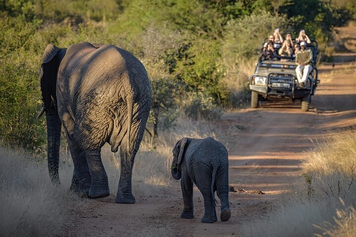 safari junction hoedspruit