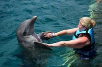 Dolphin Discovery Cozumel - All You Need to Know BEFORE You Go