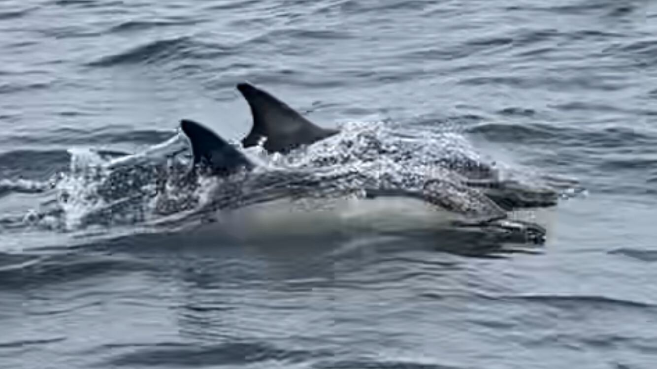 Orca Sea Safaris (Falmouth) - All You Need to Know BEFORE You Go