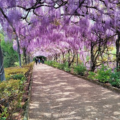 Flowers in bloom at Giardino Bardini garden in Italy during summer